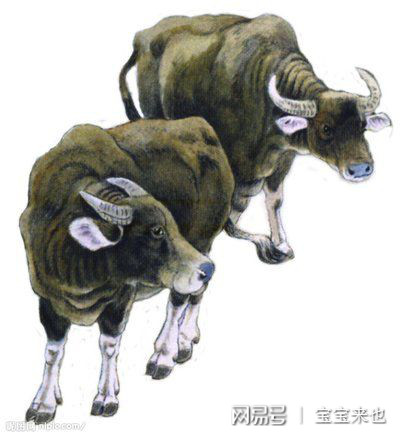 力大如牛打一准确生肖,警惕虚假宣传落实,综合解答解释落实